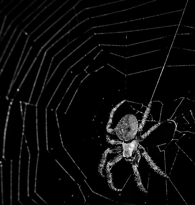 Spider on Web